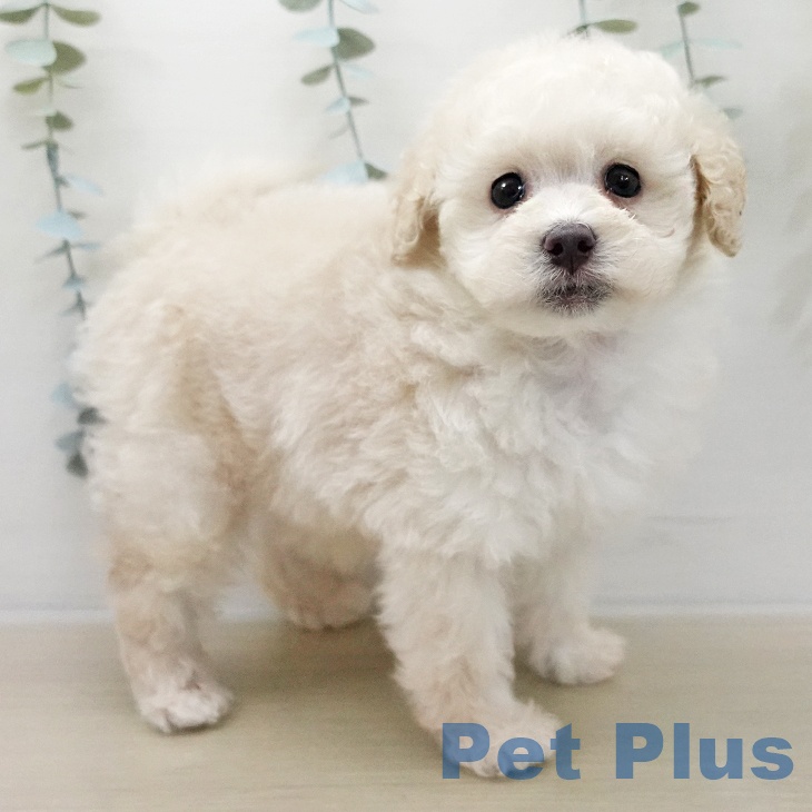 トイ・プードル