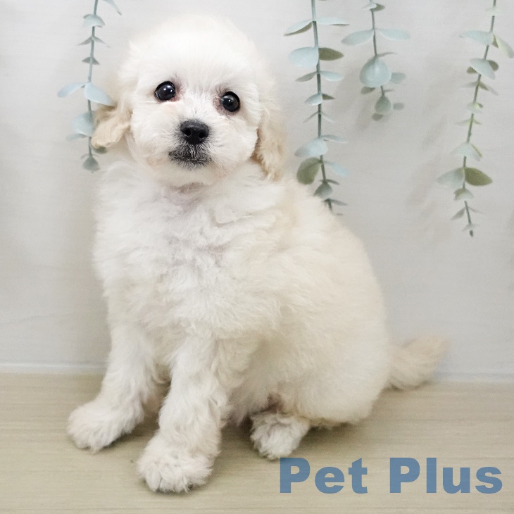 トイ・プードル