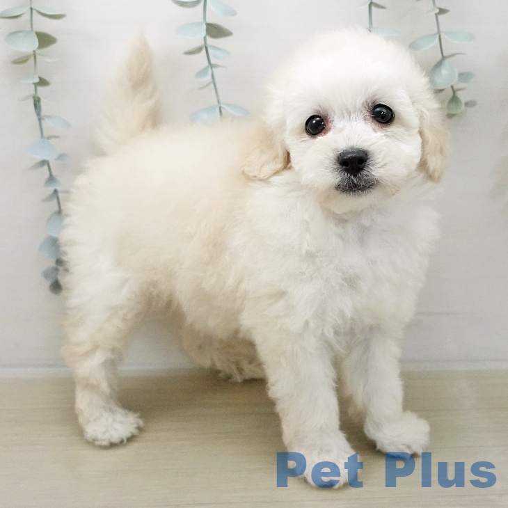 トイ・プードルの写真2