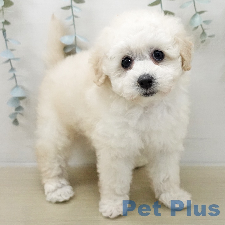 トイ・プードル