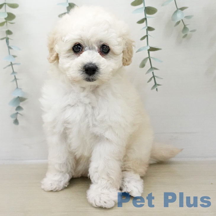 トイ・プードルの写真2