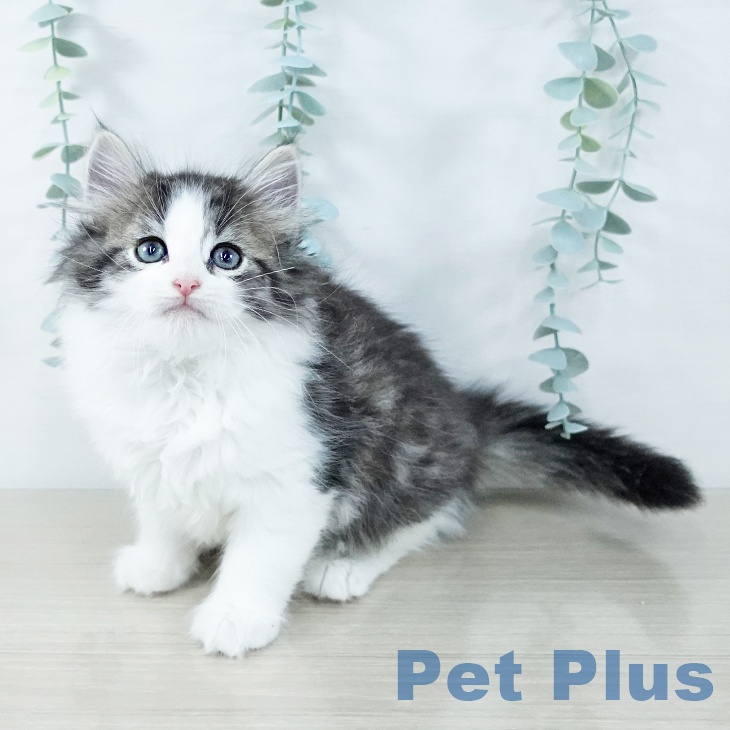 ノルウェージャンフォレストキャット