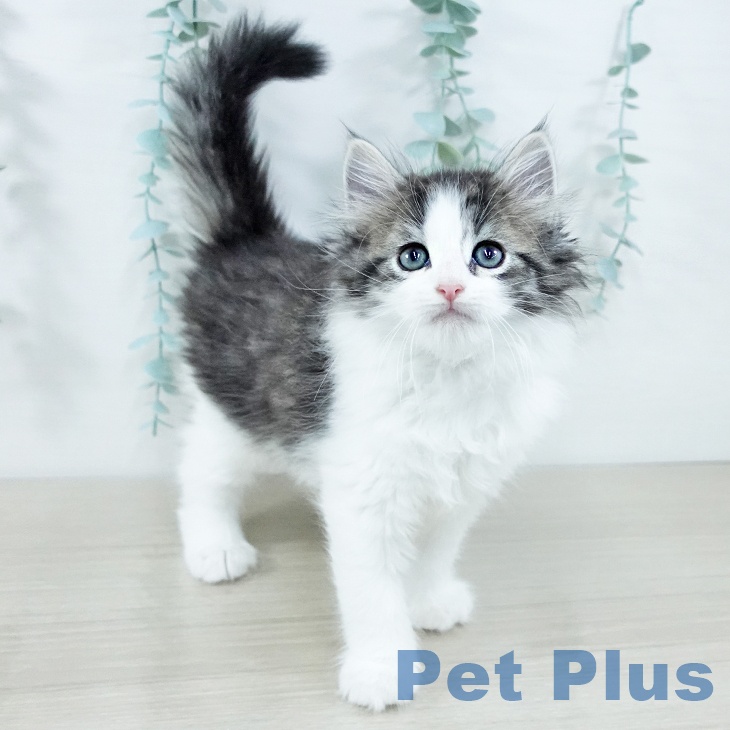 ノルウェージャンフォレストキャット