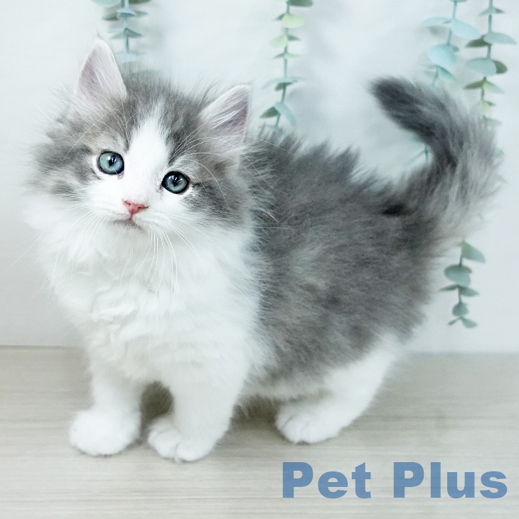 ノルウェージャンフォレストキャット