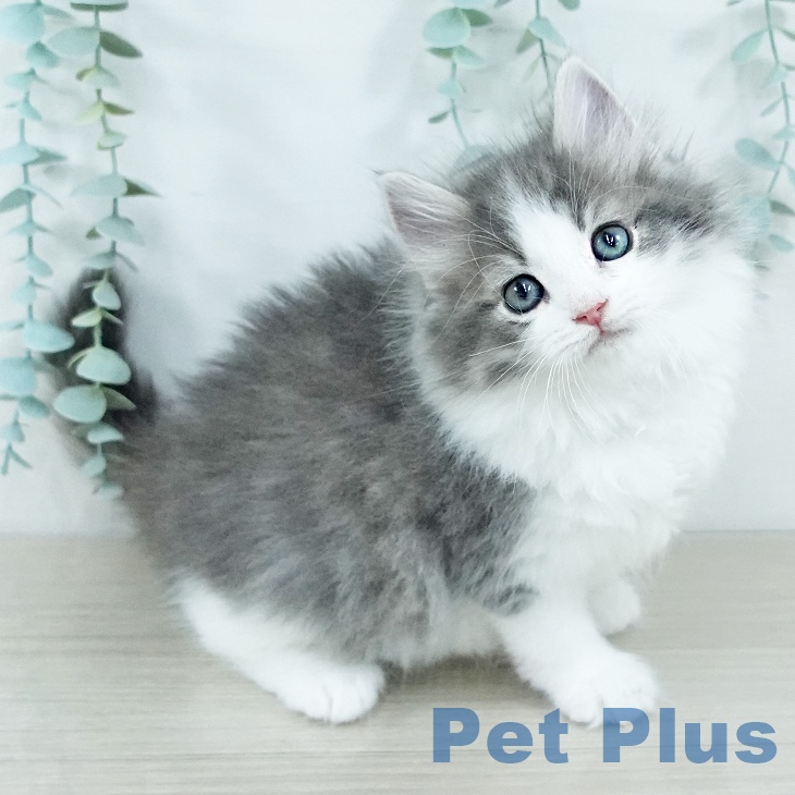 ノルウェージャンフォレストキャット