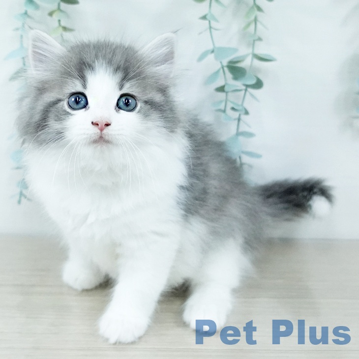 ノルウェージャンフォレストキャット