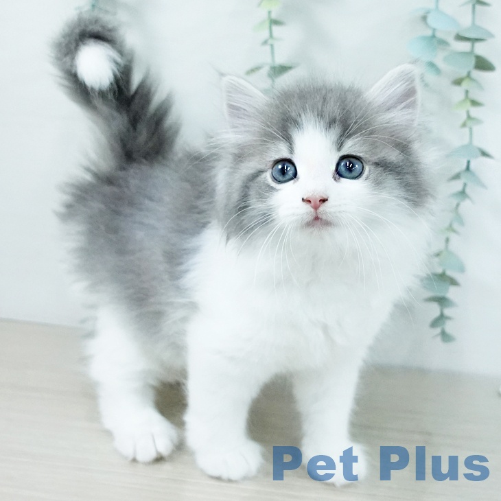 ノルウェージャンフォレストキャットの写真2