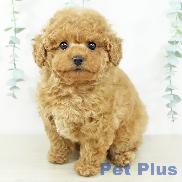 トイ・プードル