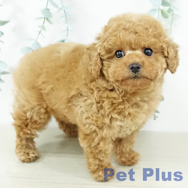 トイ・プードルの写真2