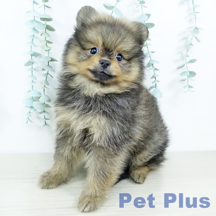 ポメラニアンの写真1