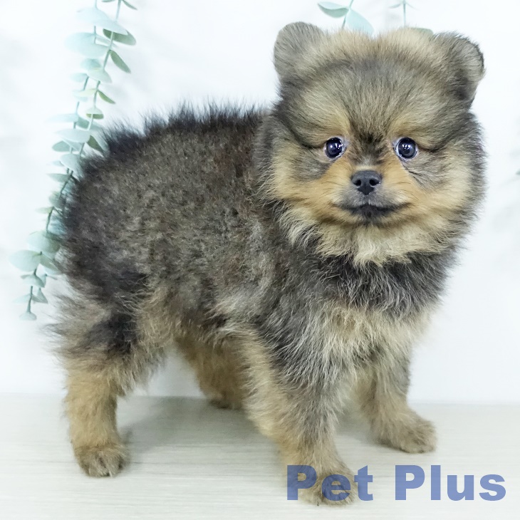 ポメラニアンの写真2