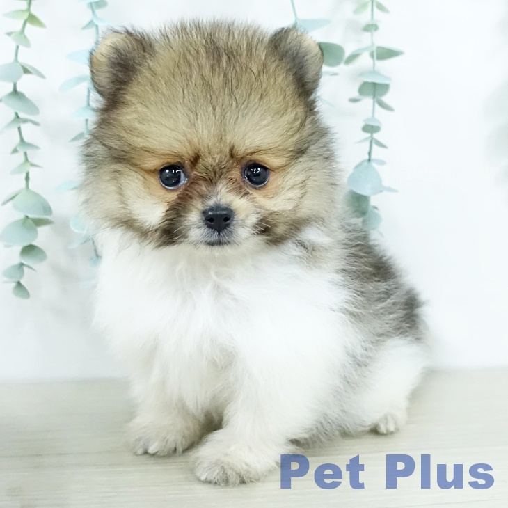 ポメラニアンの写真2