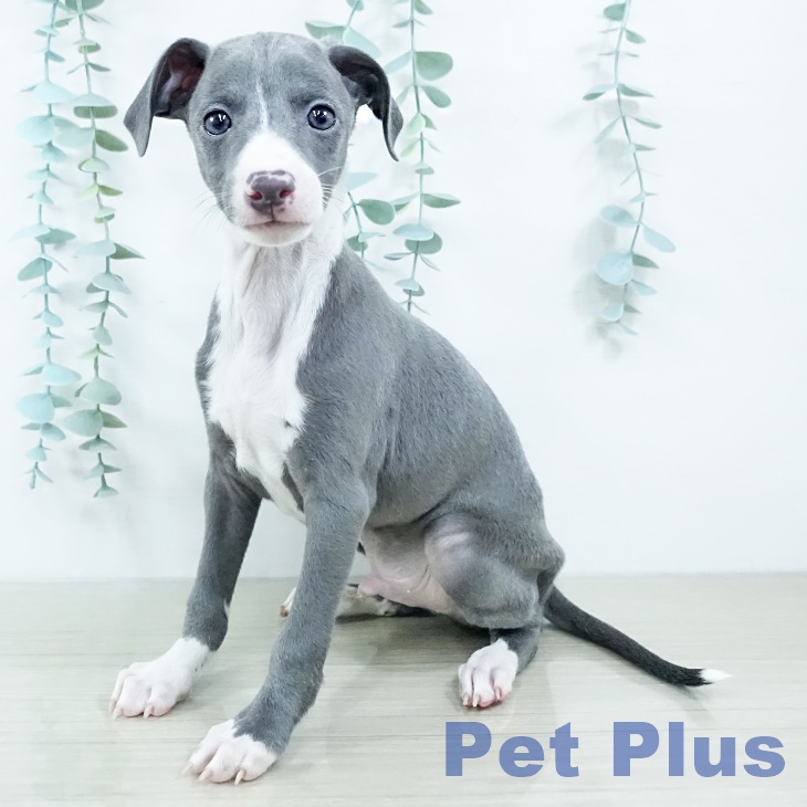 イタリアン・グレーハウンドの写真2