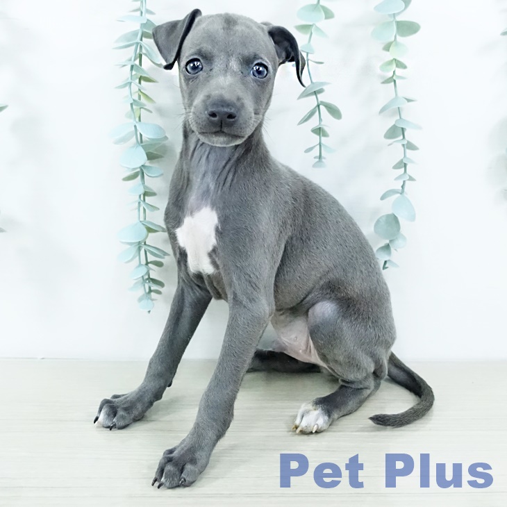 イタリアン・グレーハウンドの写真2