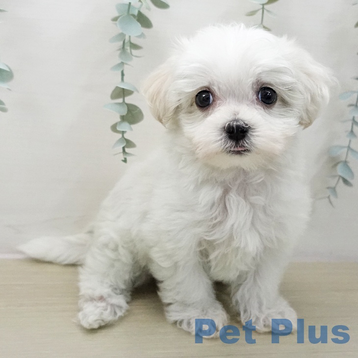 マルチーズの写真2