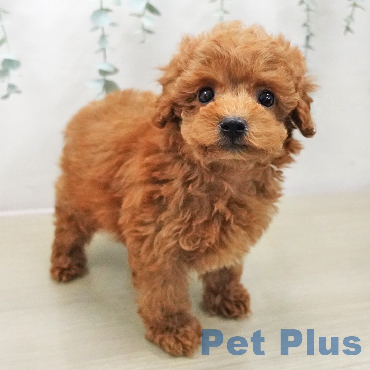 トイ・プードル