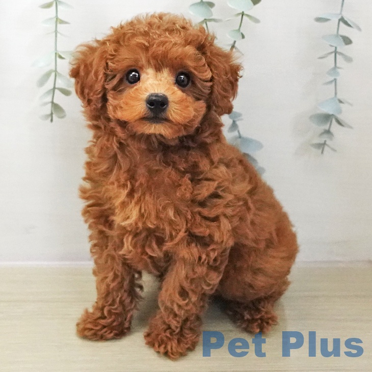 トイ・プードル