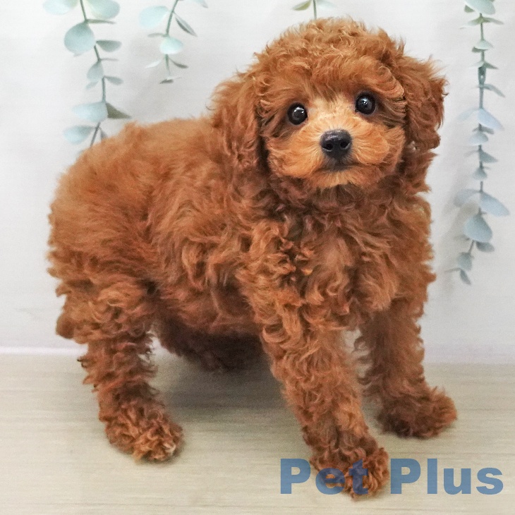 トイ・プードルの写真2