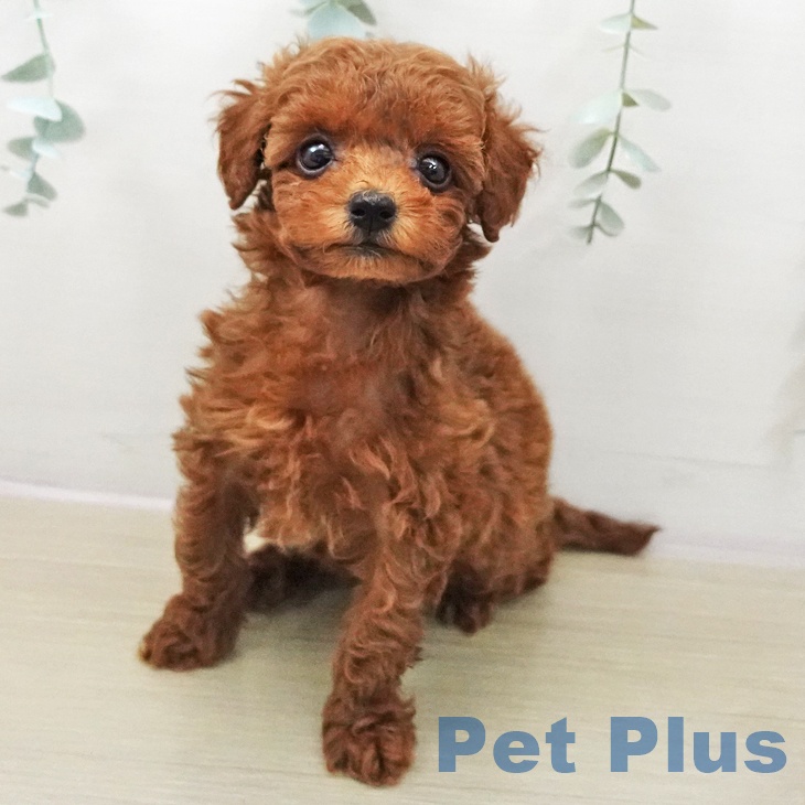 トイ・プードル