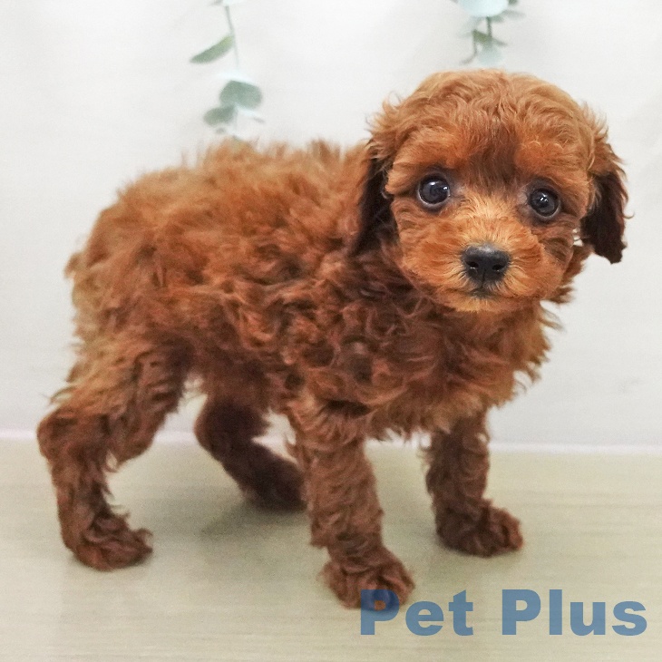 トイ・プードルの写真2