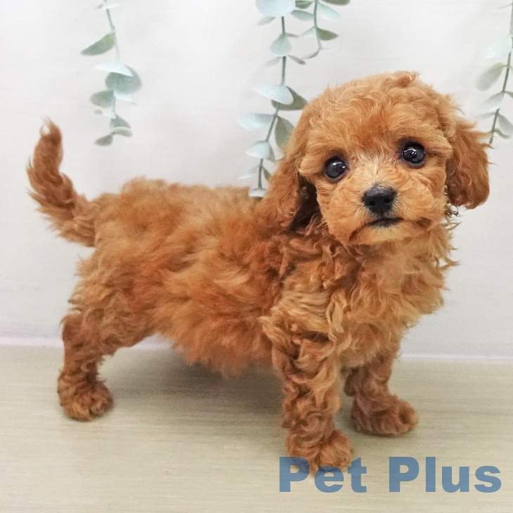 トイ・プードル