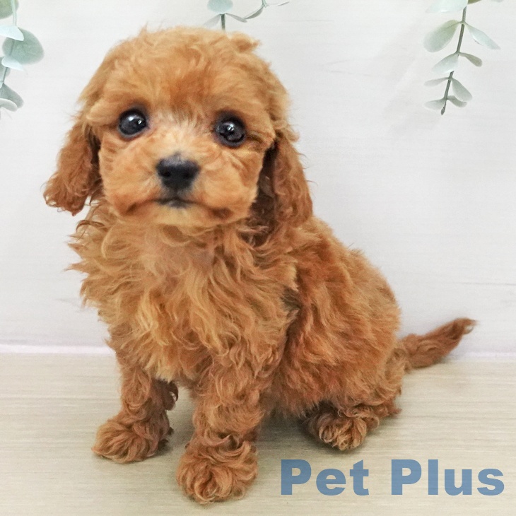 トイ・プードル