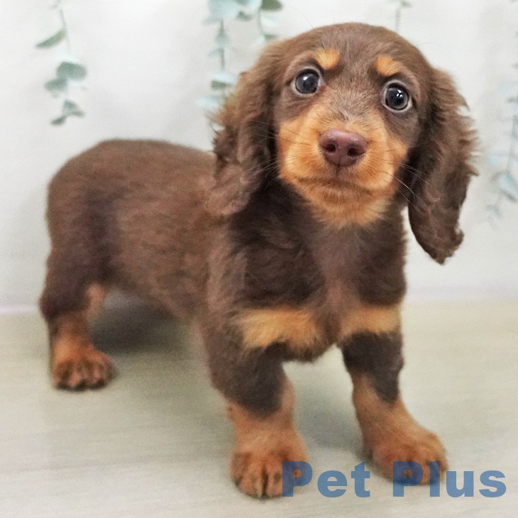 ミニチュア・ダックスフンド