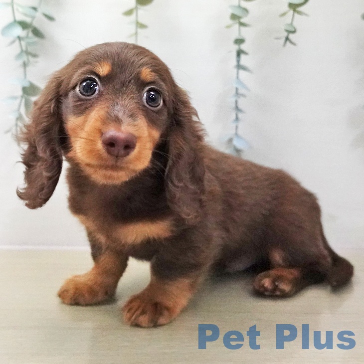 ミニチュア・ダックスフンドの写真2