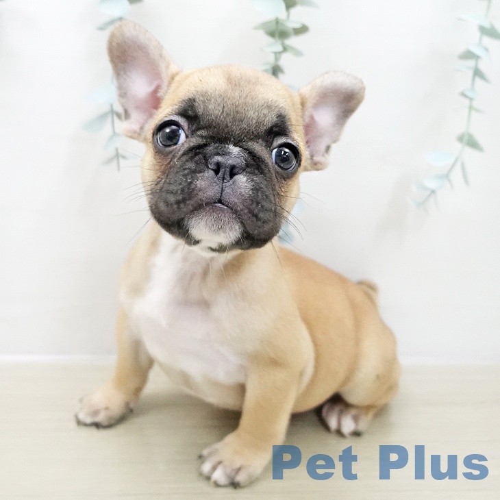 フレンチ・ブルドッグ