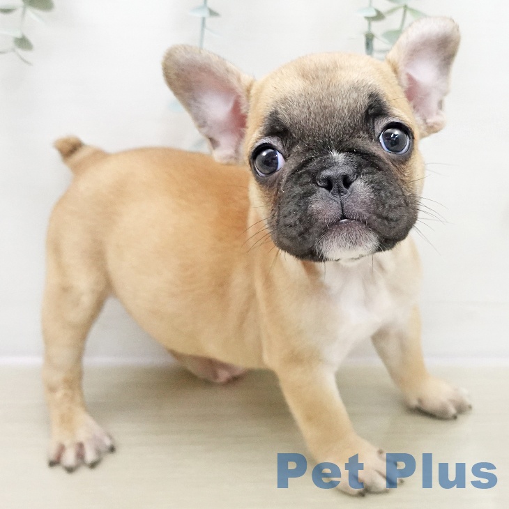 フレンチ・ブルドッグの写真2