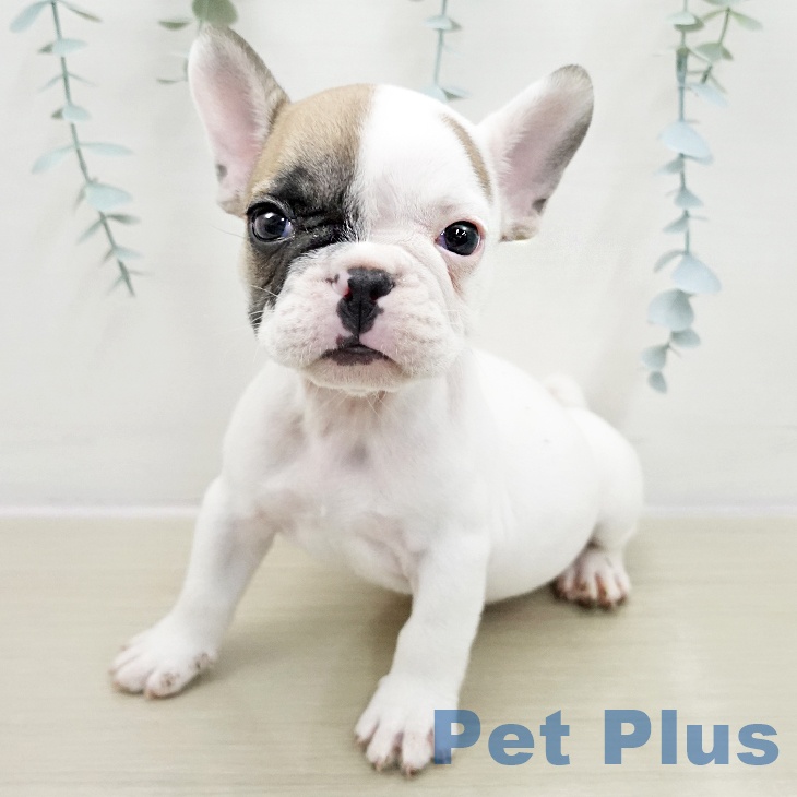 フレンチ・ブルドッグ