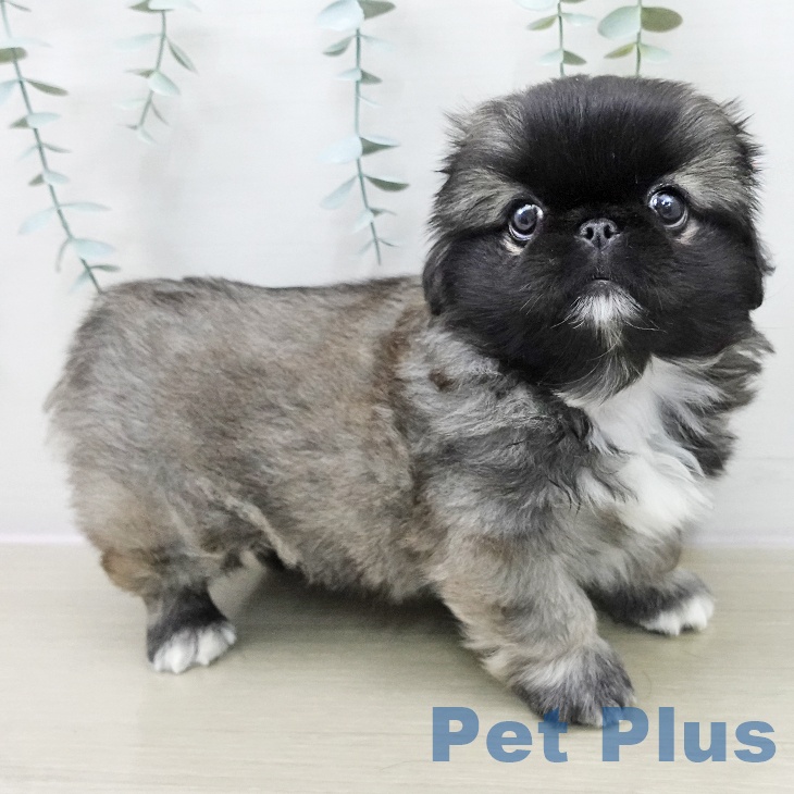 ペキニーズの写真2