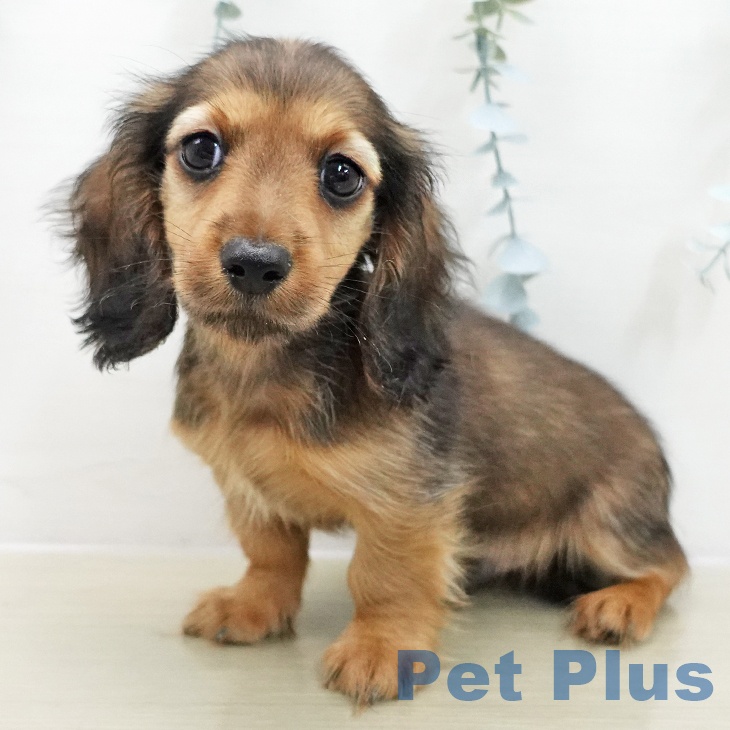 ミニチュア・ダックスフンド