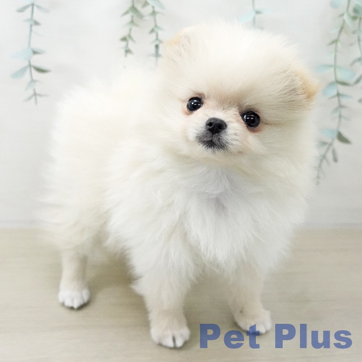 ポメラニアンの写真2