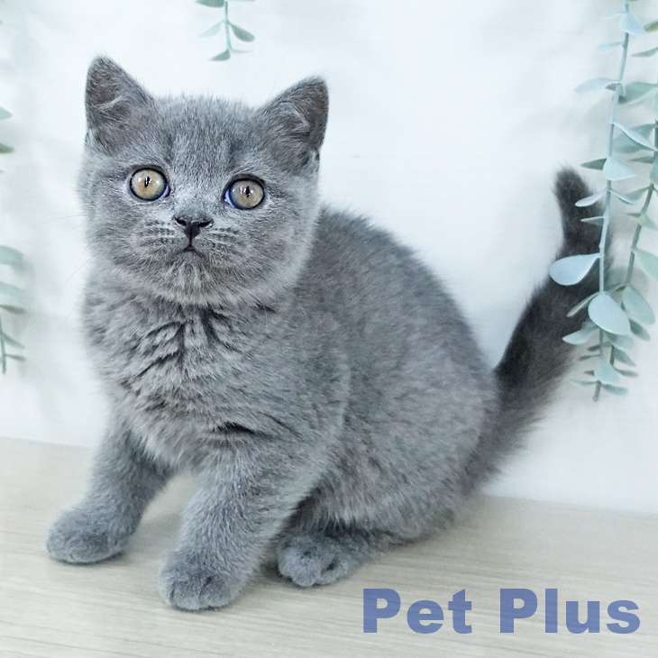 ブリティッシュショートヘア