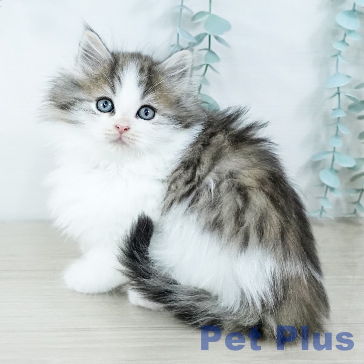 ノルウェージャンフォレストキャット