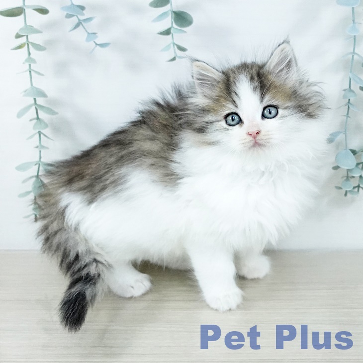 ノルウェージャンフォレストキャットの写真2