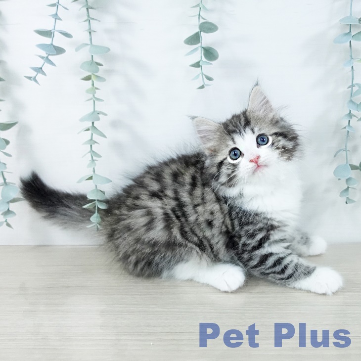 ノルウェージャンフォレストキャット