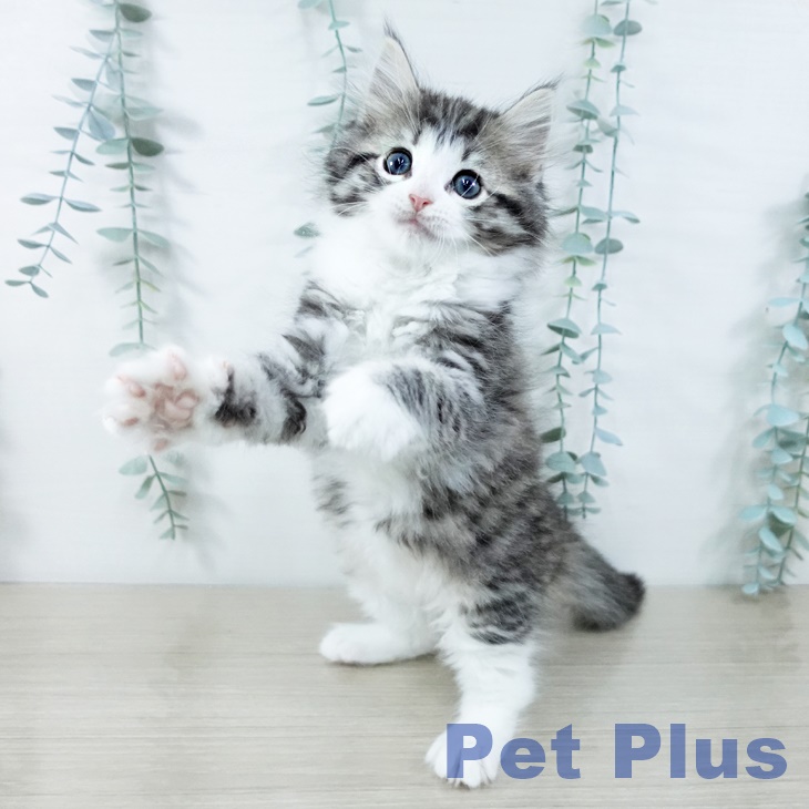 ノルウェージャンフォレストキャットの写真2