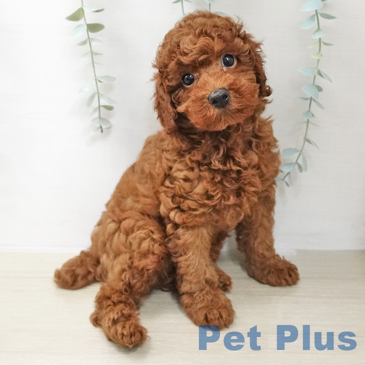 トイ・プードル