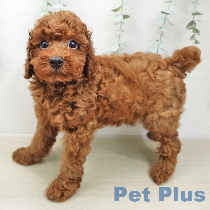 トイ・プードルの写真2