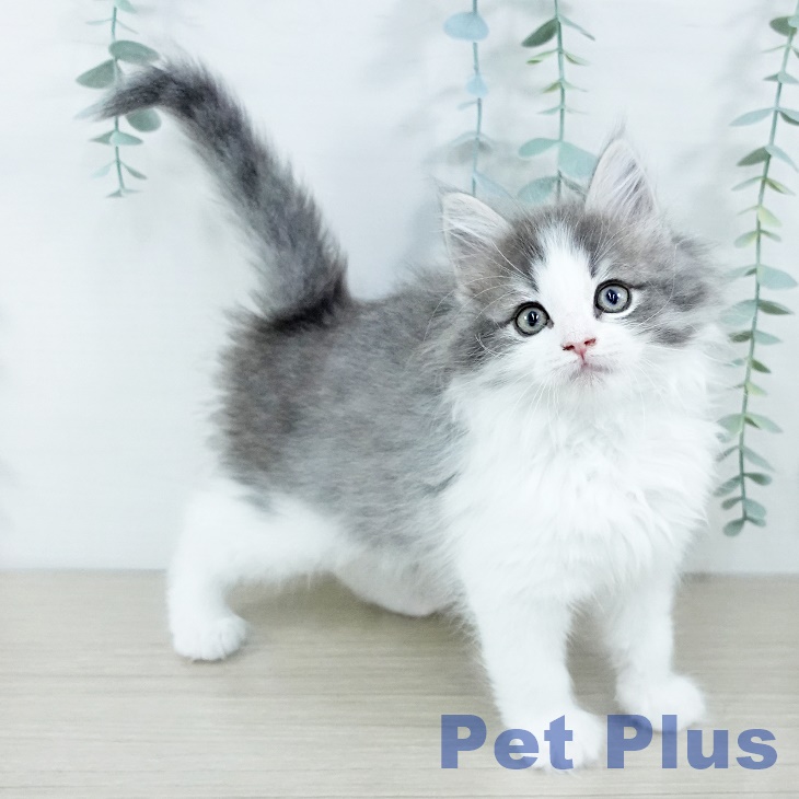 ノルウェージャンフォレストキャット