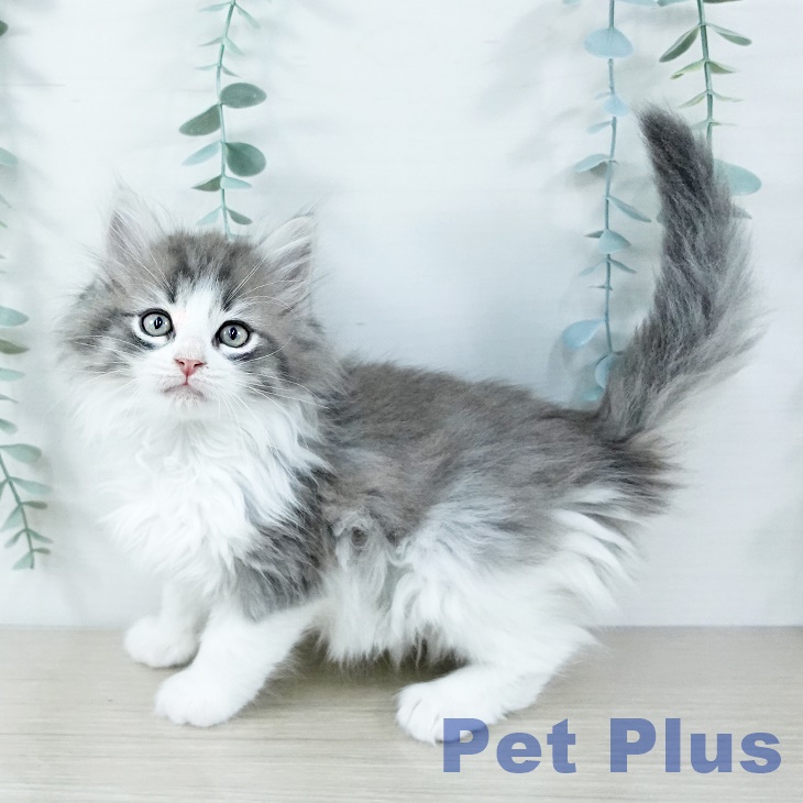 ノルウェージャンフォレストキャット