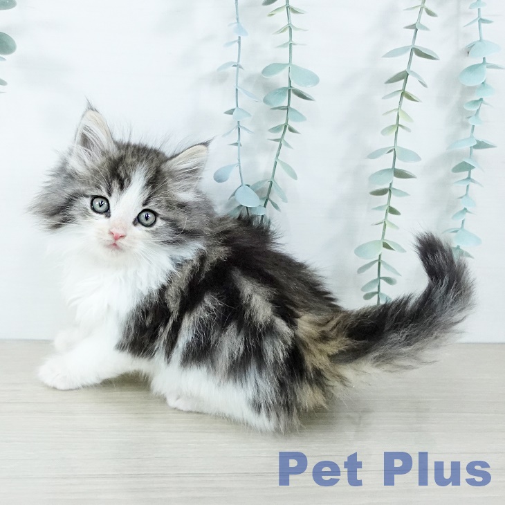 ノルウェージャンフォレストキャット