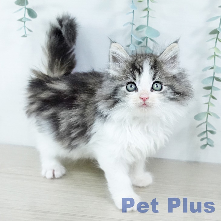 ノルウェージャンフォレストキャットの写真2