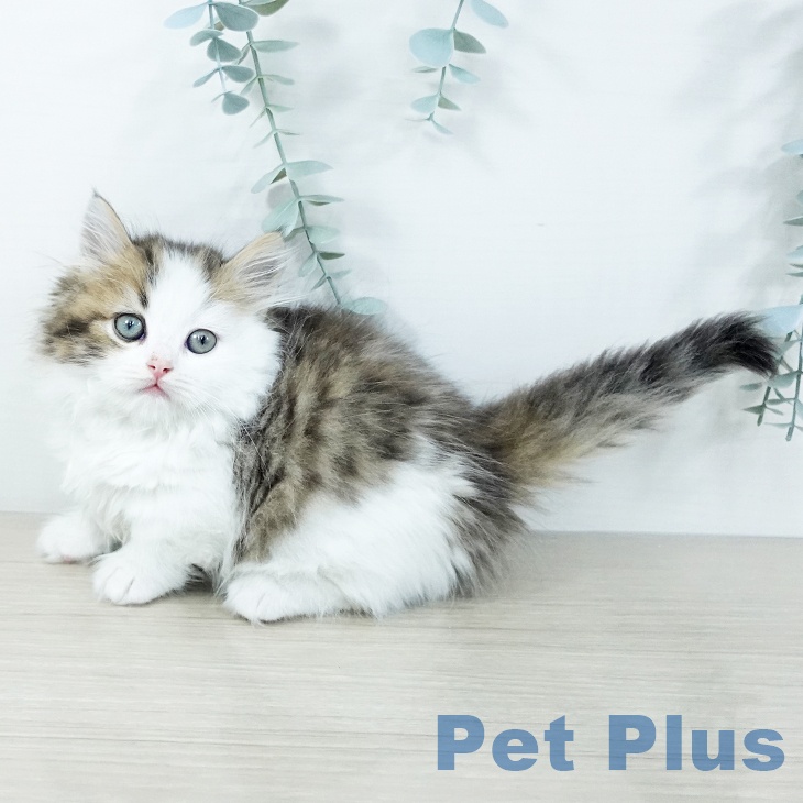 マンチカンの写真2