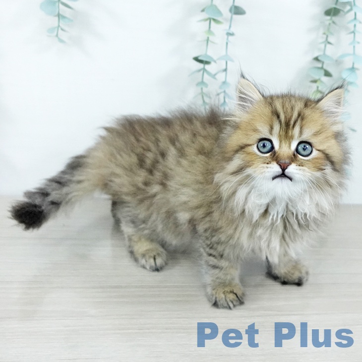 ラガマフィンの写真2