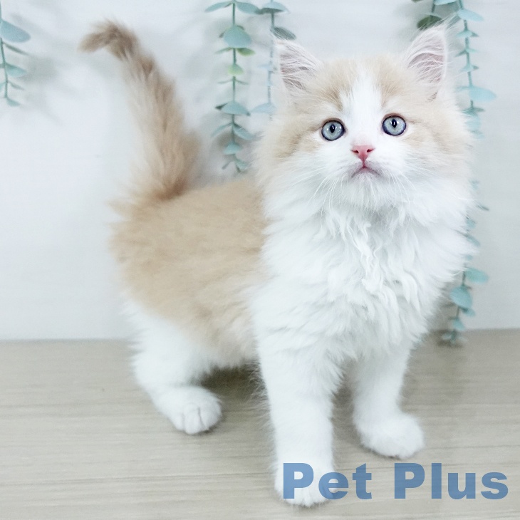 ラガマフィンの写真2