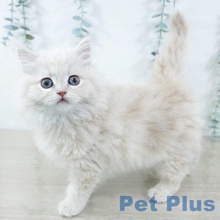 ラガマフィンの写真2