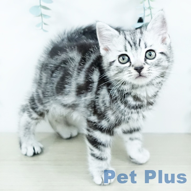 アメリカンショートヘア